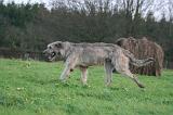 IRISH WOLFHOUND 321